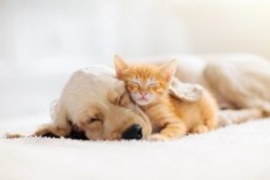 Parenthood Prep with Devon Clement | Sleep Training Your Pets: Yes, It’s a Thing